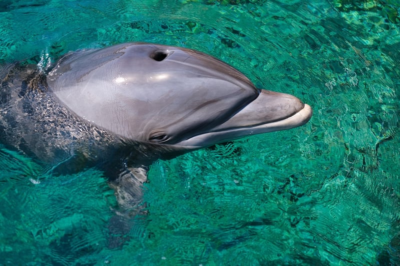 Dolphin Encounter
